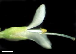 Veronica treadwellii. Female flower. Scale = 1 mm.
 Image: W.M. Malcolm © Te Papa CC-BY-NC 3.0 NZ